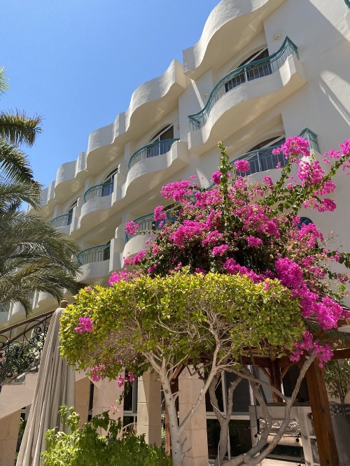 Image flower, magenta, pink, facade, petal