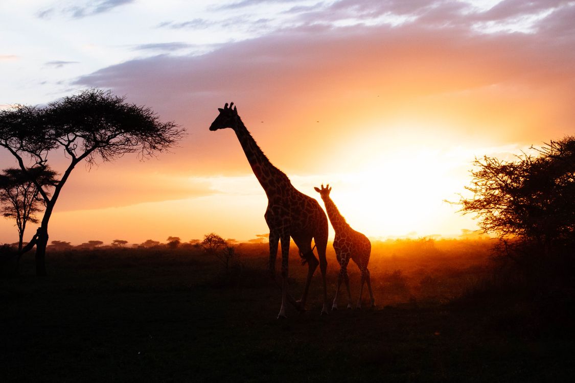 Silhouette de Girafe au Coucher du Soleil. Wallpaper in 4896x3264 Resolution