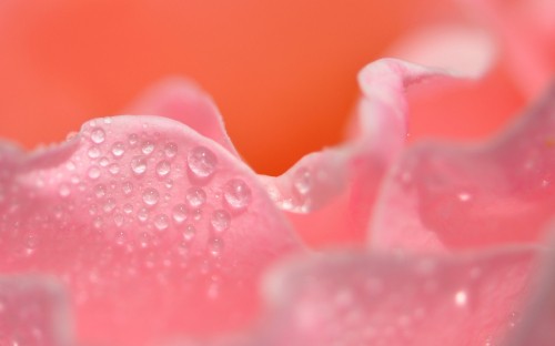 Image pink rose with water droplets