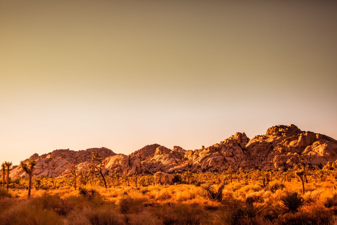 Joshua Tree National Park, Naturschutzgebiet Mit Wüstenblick, Barker-Damm, Macaron, Mojave-Wüste. Wallpaper in 5361x3574 Resolution