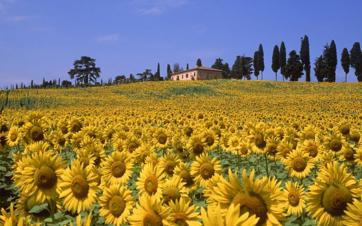 Campo de Girasoles Bajo un Cielo Azul Durante el Día. Wallpaper in 1920x1200 Resolution