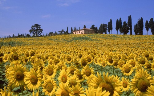 Image sunflower field under blue sky during daytime