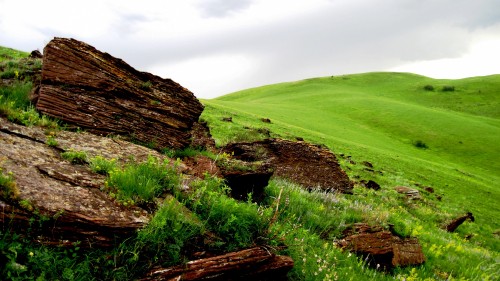 Image green grass field and brown wooden log