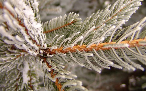 Image white snow on brown stem