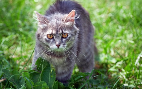 Image grey and white cat on green grass