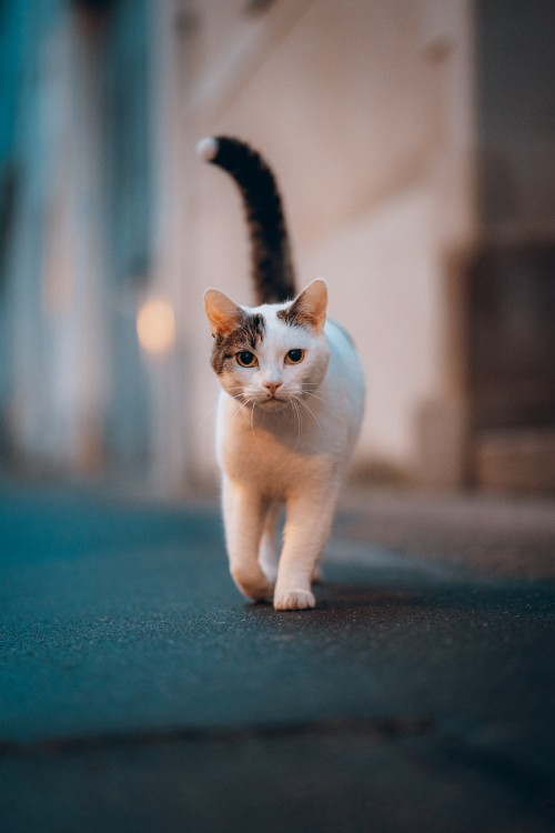 Image sphynx cat, great dane, havana brown, tabby cat, white cat