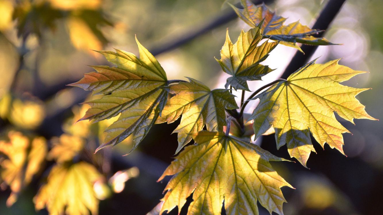Feuilles Vertes et Jaunes Dans L'objectif à Basculement. Wallpaper in 3200x1800 Resolution