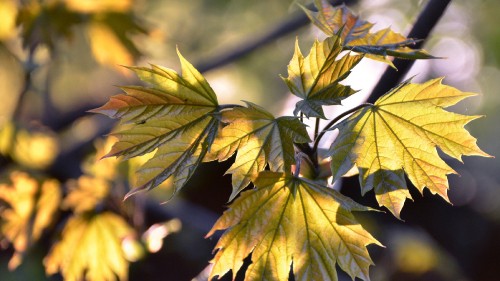 Image green and yellow leaves in tilt shift lens