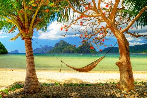 Image brown tree on beach shore during daytime