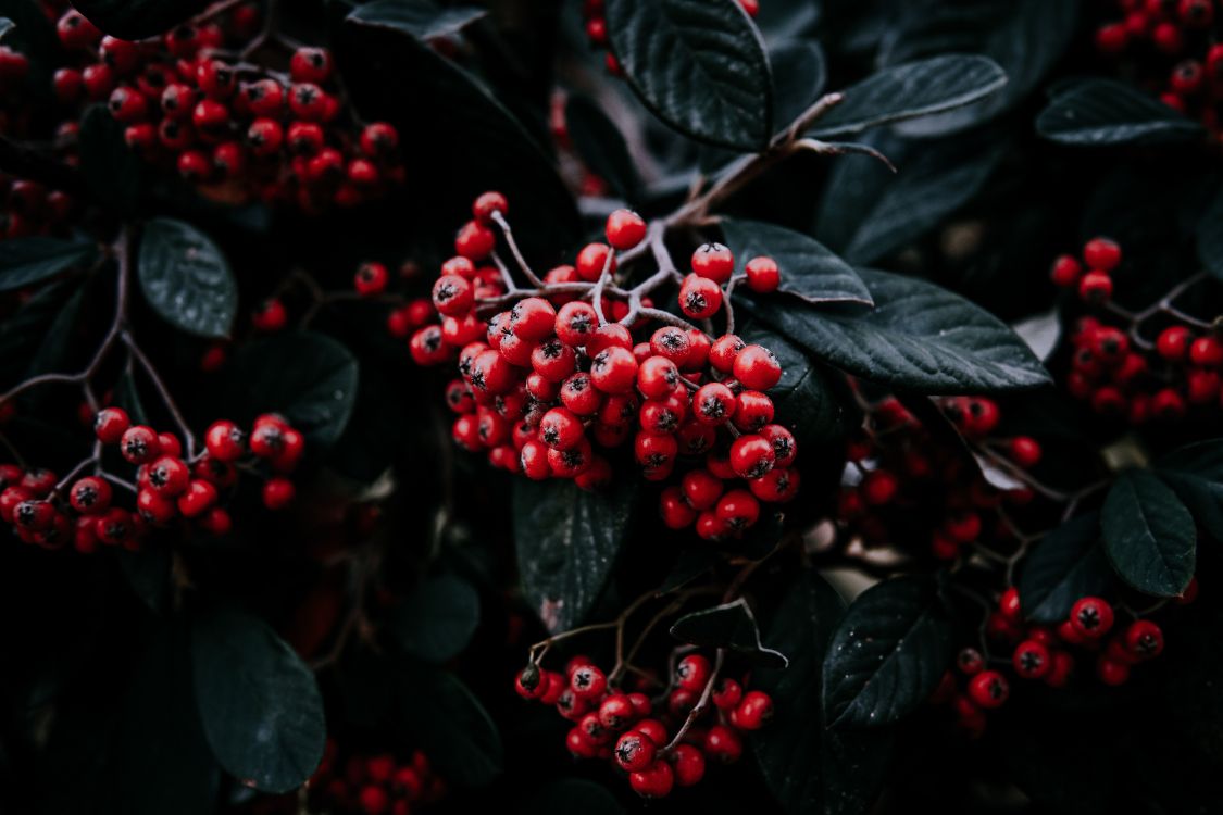 berry, fruit, rowan, red, plant