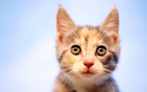 Image brown tabby cat in white background