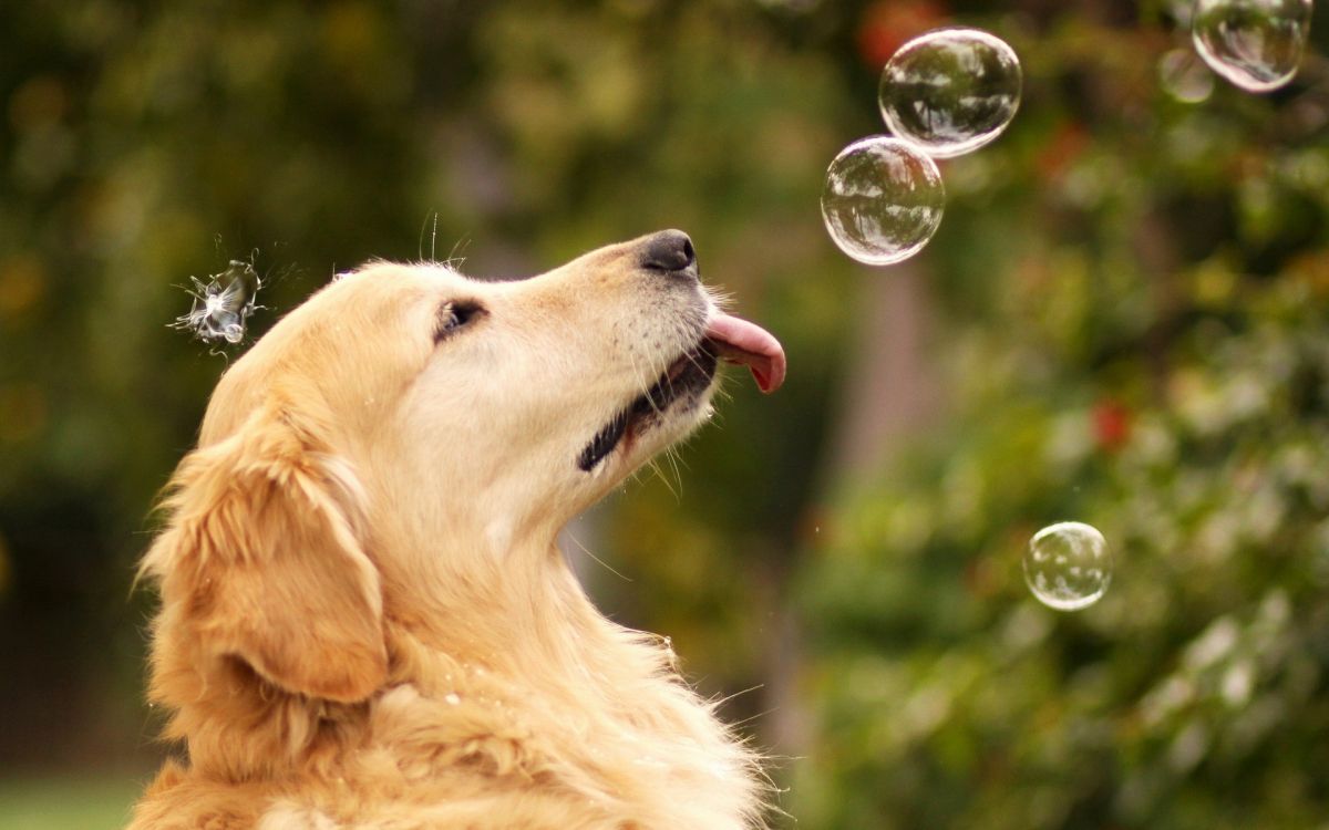 Golden Retriever Dog Wallpaper APK for Android Download