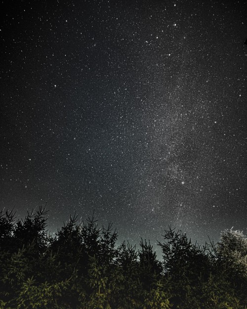 Image green trees under starry night