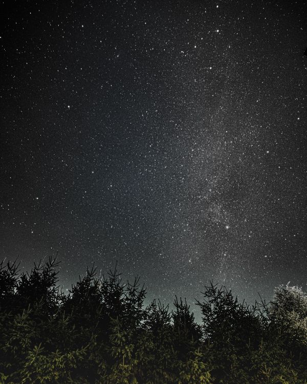 green trees under starry night