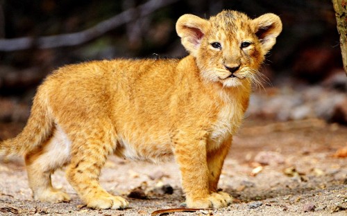 Image brown lioness walking on brown soil during daytime