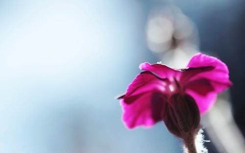 Image pink flower in tilt shift lens