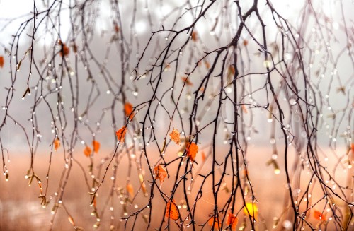 Image orange flowers on brown tree branch