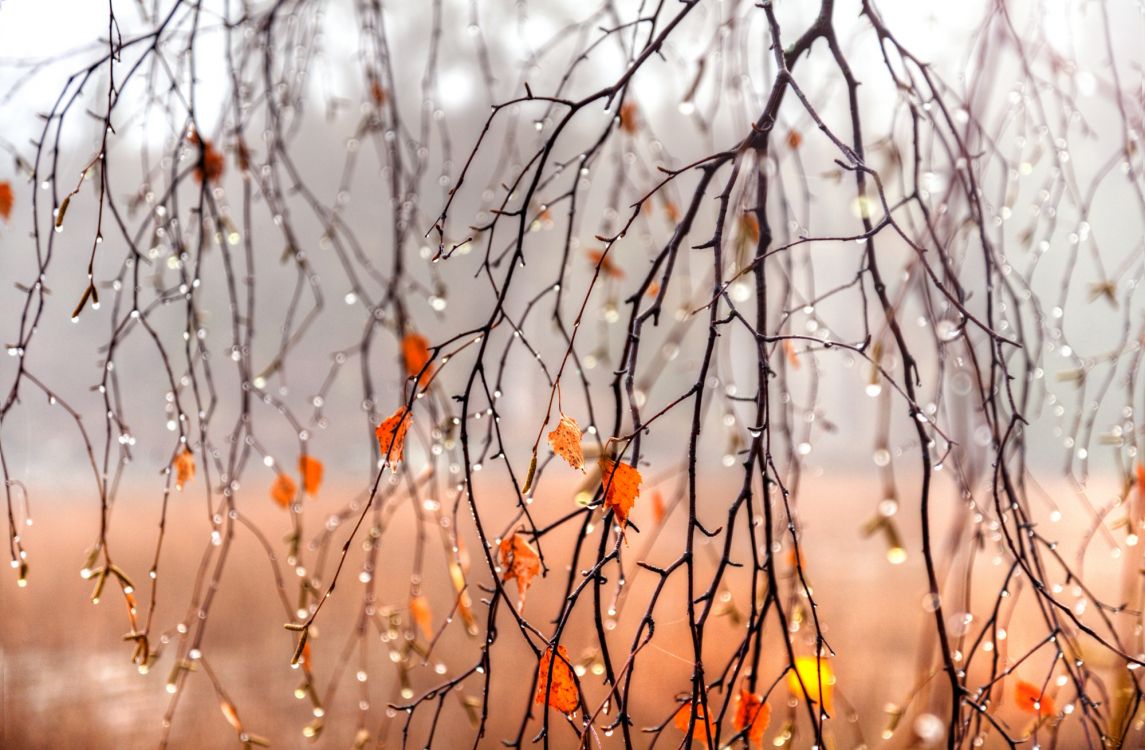 orange flowers on brown tree branch