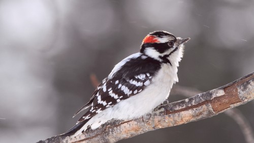 Image white and black bird on brown tree branch