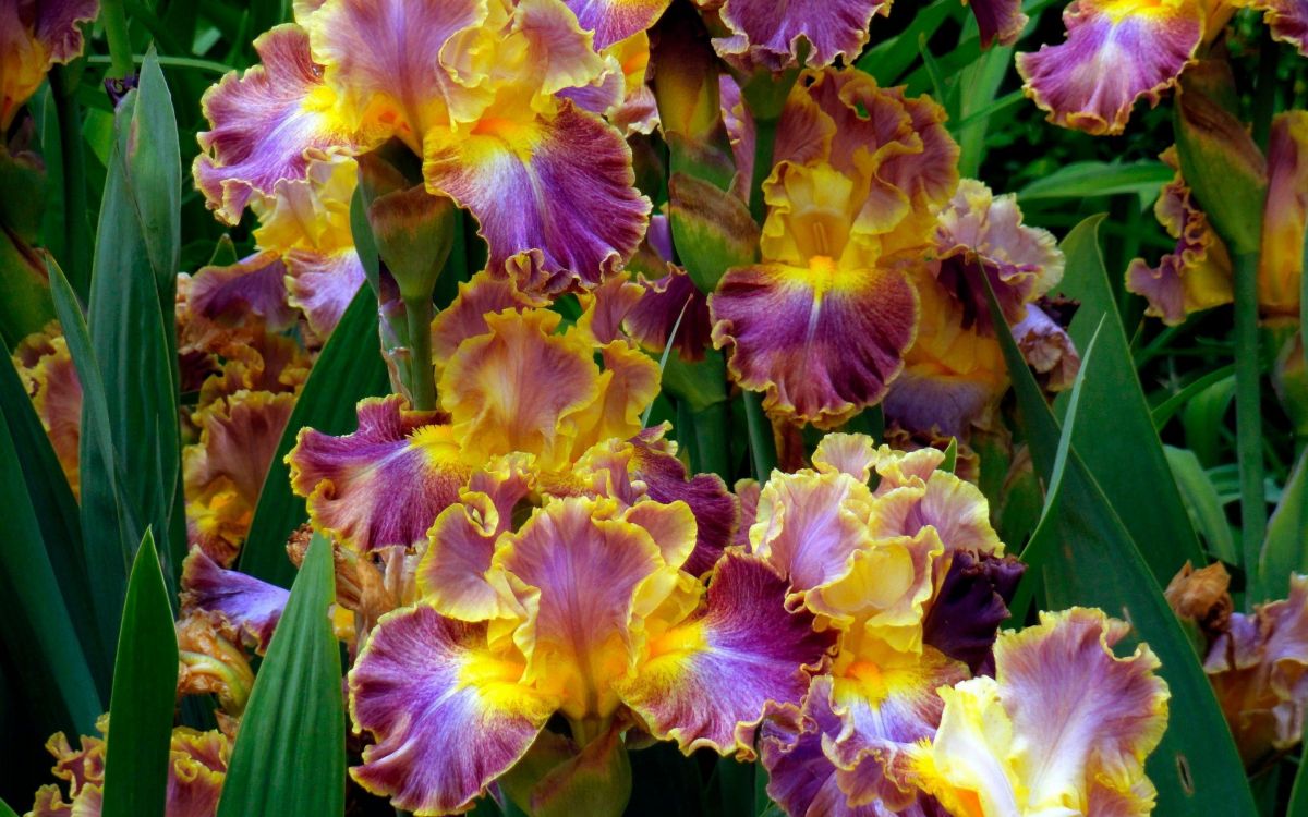 yellow and purple flower in close up photography