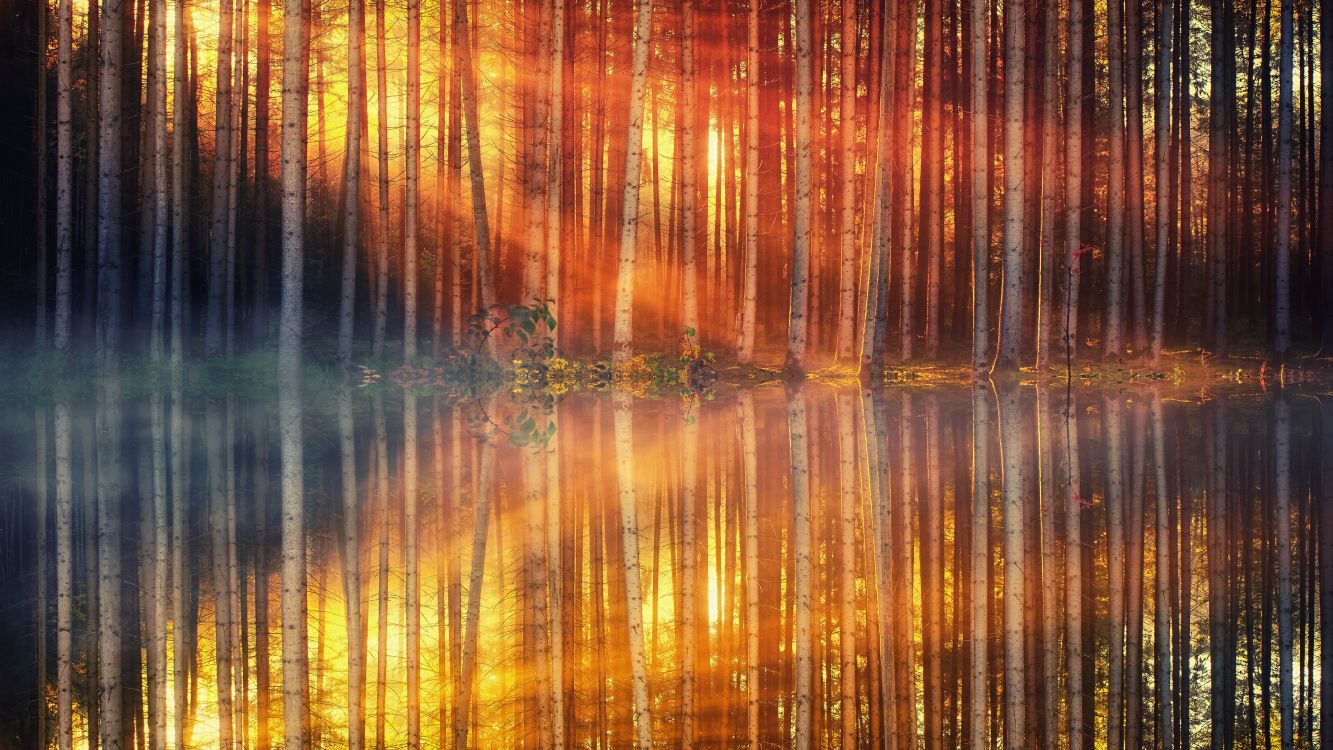 reflection, orange, yellow, sunlight, water