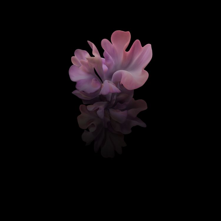 Samsung Galaxy, Samsung, Samsung Galaxy Z Flip, 智能手机, 紫色的 壁纸 2636x2636 允许