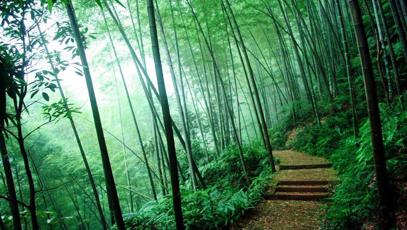 green bamboo trees during daytime