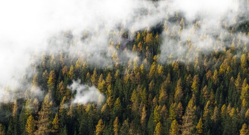 Image green trees under white clouds