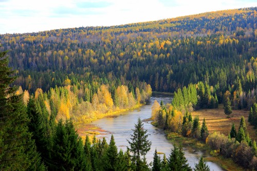 Image green trees near river during daytime