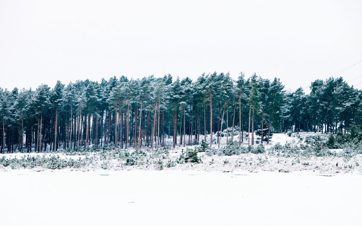 snow covered trees during daytime