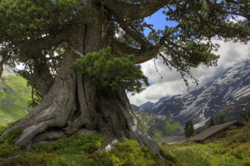 Image green tree on green grass field near mountain under blue sky during daytime