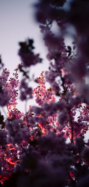 粉红色, 紫色的, 树枝, 紫罗兰色, 开花 壁纸 1080x2248 允许