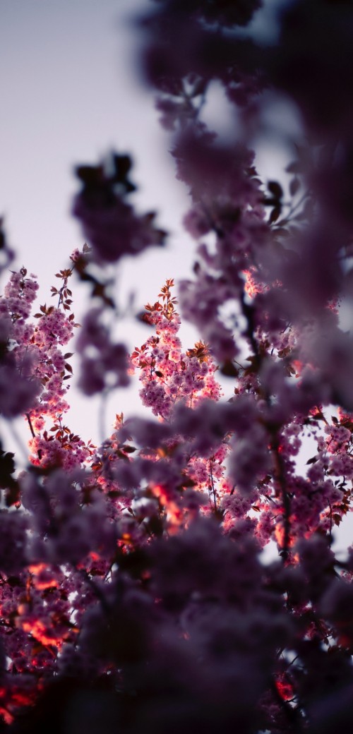 Image flower, pink, colored, plant, petal