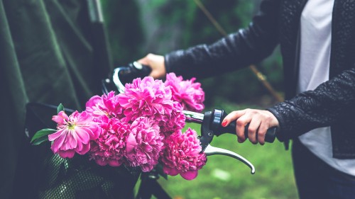 Image person holding pink flowers during daytime