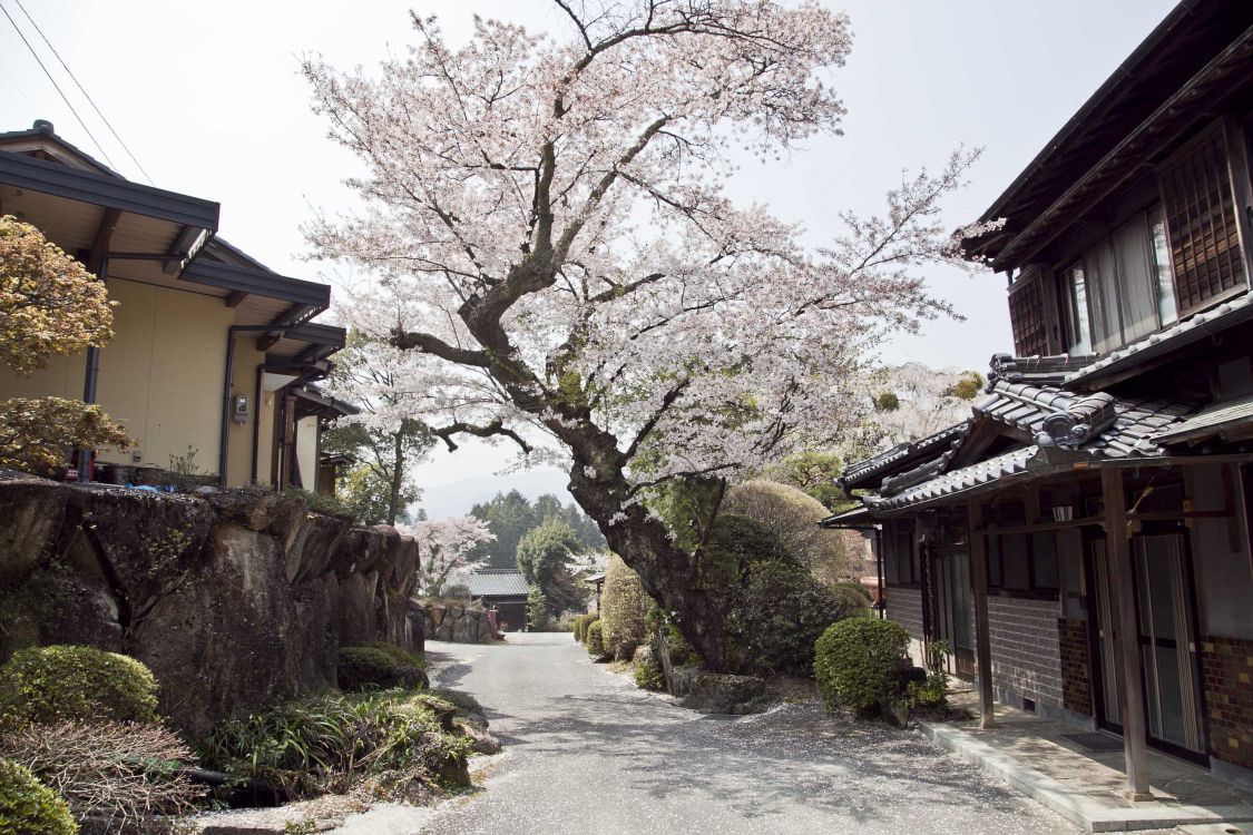 樱花, 街区, 村庄, 城市, 的房子 壁纸 2784x1856 允许