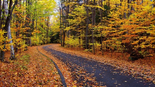 Image brown dirt road between green trees during daytime