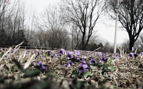 Image purple flower field during daytime