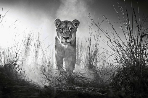 Image grayscale photo of a lioness on a grass field