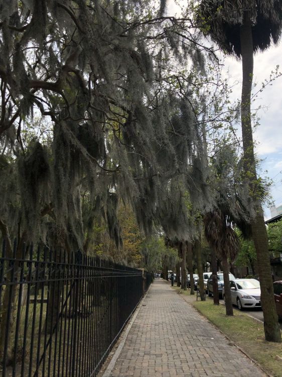 科学, 生物学, 木本植物, 人行道, 人行道上 壁纸 1536x2048 允许