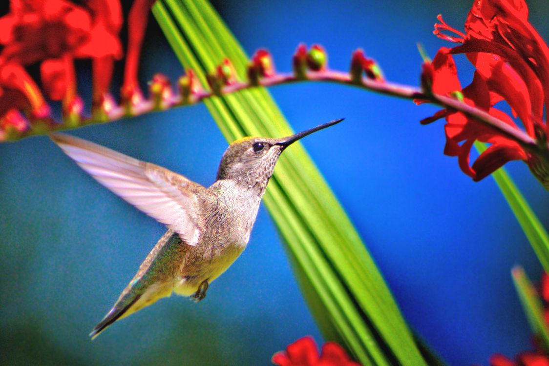 Colibrí Marrón y Gris Volando. Wallpaper in 3000x2001 Resolution