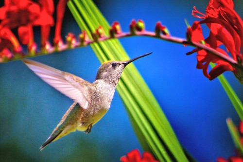 Image brown and gray humming bird flying