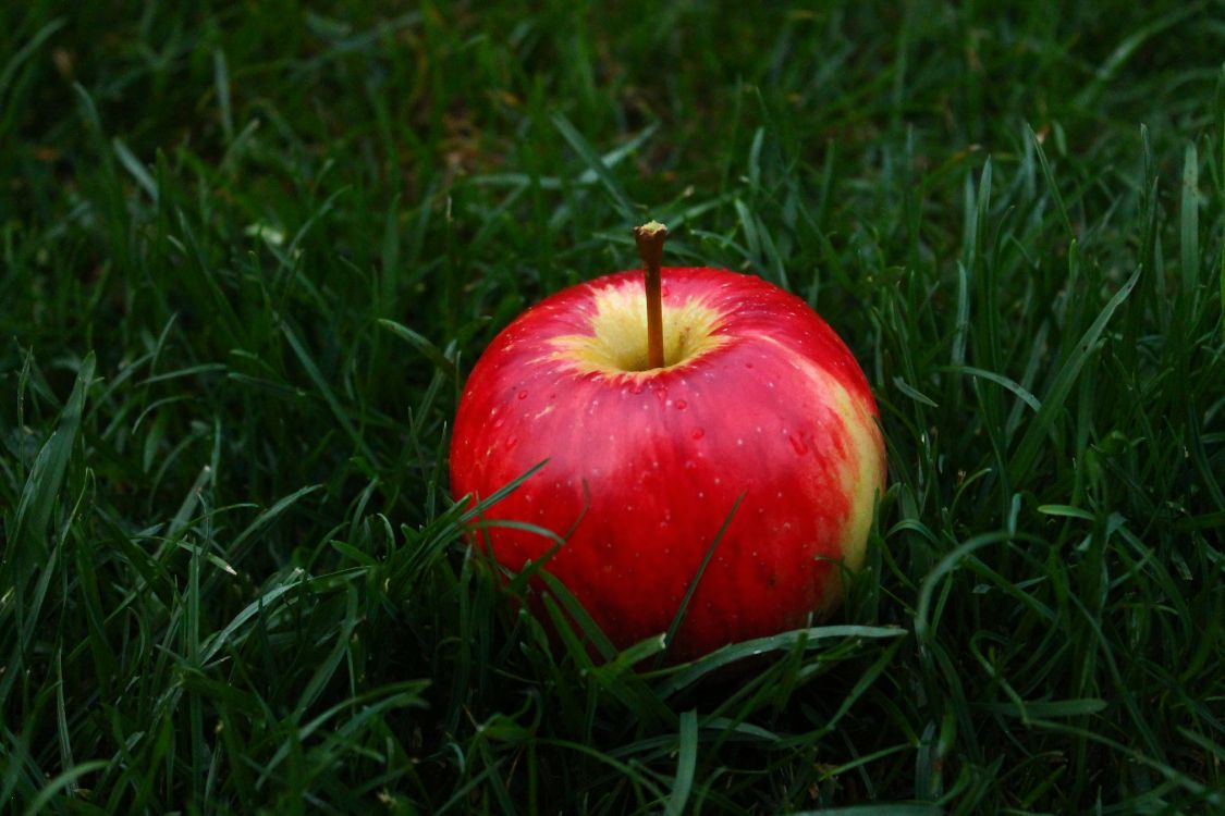 Roter Apfel Auf Grünem Gras. Wallpaper in 4272x2848 Resolution