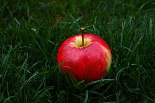 Image red apple on green grass