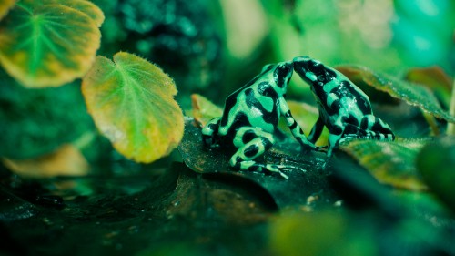 Image green and black frog on green leaf