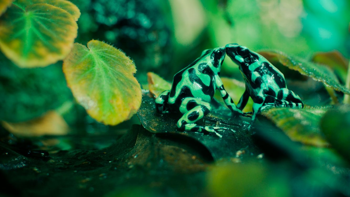 green and black frog on green leaf