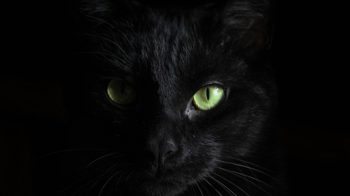 Image cat, bombay cat, black cat, british shorthair, eye