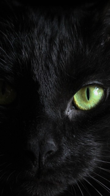 黑色的猫壁纸iphone 6 6s 7 8 黑色的猫高清图片 750x1334 免费下载图片