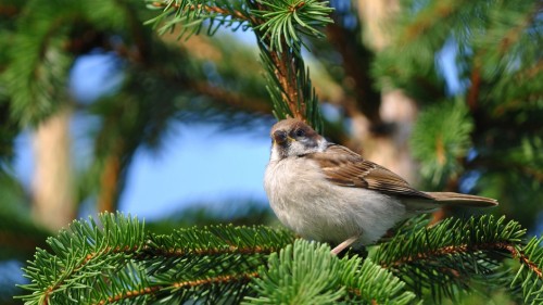 Image brown and white bird on green pine tree