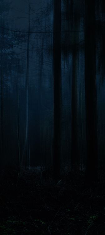 Nature, Paysage Naturel, Gris, Plante Terrestre, de Teintes et de Nuances. Wallpaper in 1080x2400 Resolution