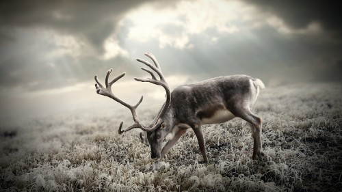 Image brown deer on green grass during daytime